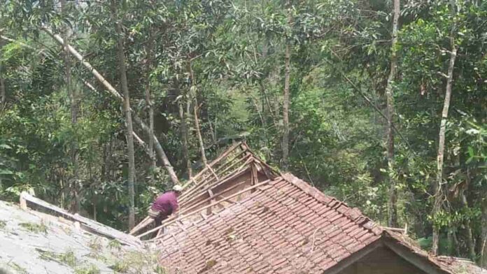 memasuki musim hujan warga waspadai longsor dan pohon tumbang