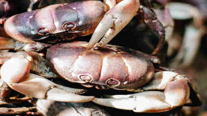 Restoran Seafood di Cianjur