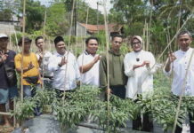 Rina Saadah Kunjungi Petani Milenial yang Berkebun Cabe di Kota Banjar