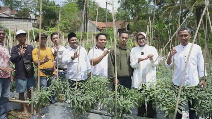 Rina Saadah Kunjungi Petani Milenial yang Berkebun Cabe di Kota Banjar
