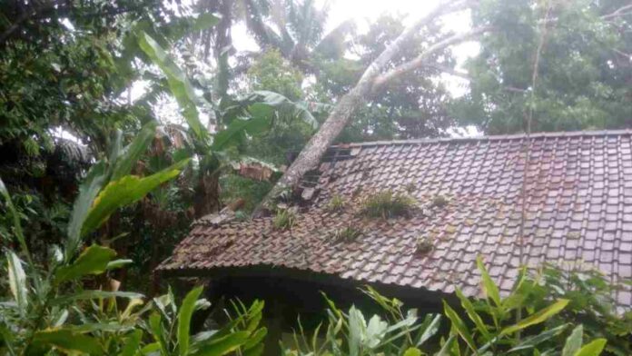 Rumah Warga Pamarican Tertimpa Pohon