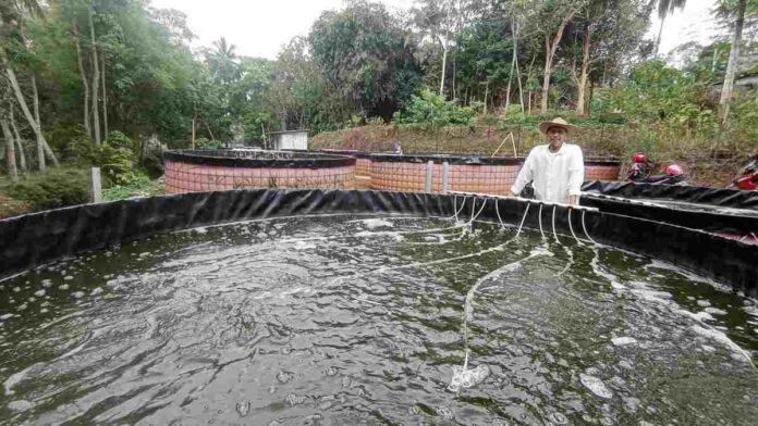 Sukses Budi Daya Ikan Nila, Warga Ciamis Ini Raup Untung Jutaan
