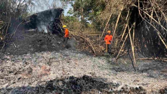 Lahan bambu terbakar