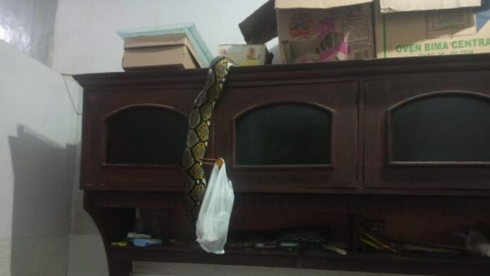 Ular sanca atas lemari
