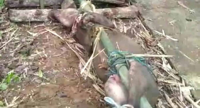 Babi Hutan Berukuran Besar