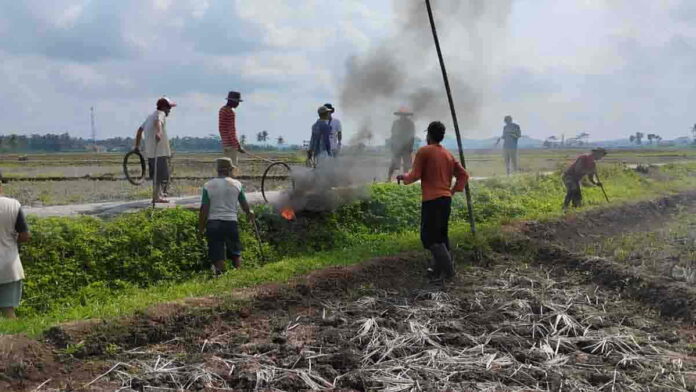 Berburu Tikus di Sawah
