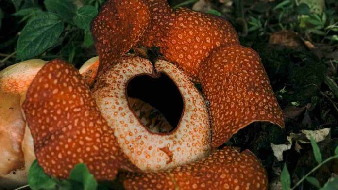 Bunga Rafflesia Arnoldii, Si Cantik dan Unik yang Berbau Busuk