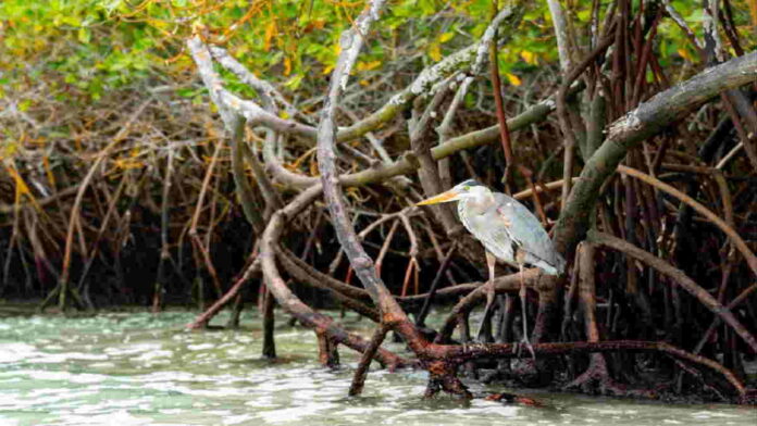 Fauna Hutan Bakau sebagai Bentuk Keanegaragaman Hayati