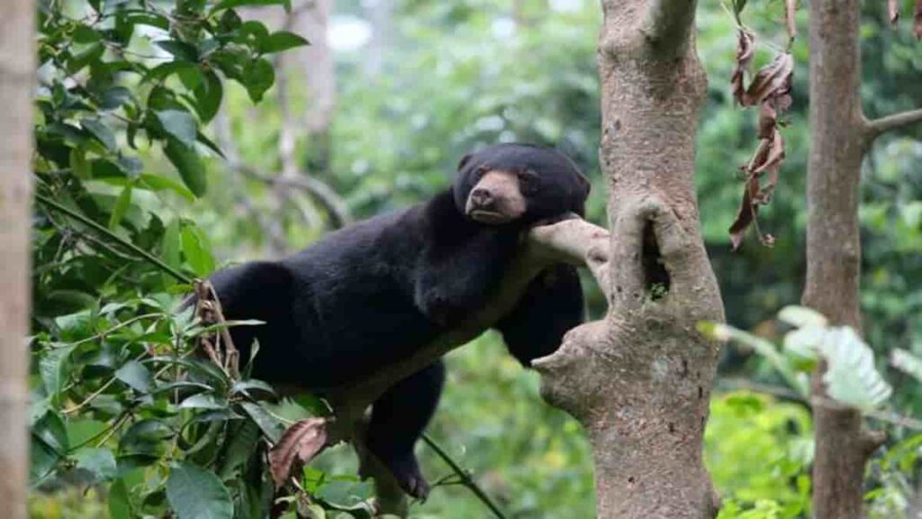 Fauna Hutan Hujan Tropis yang Ada di Wilayah Indonesia