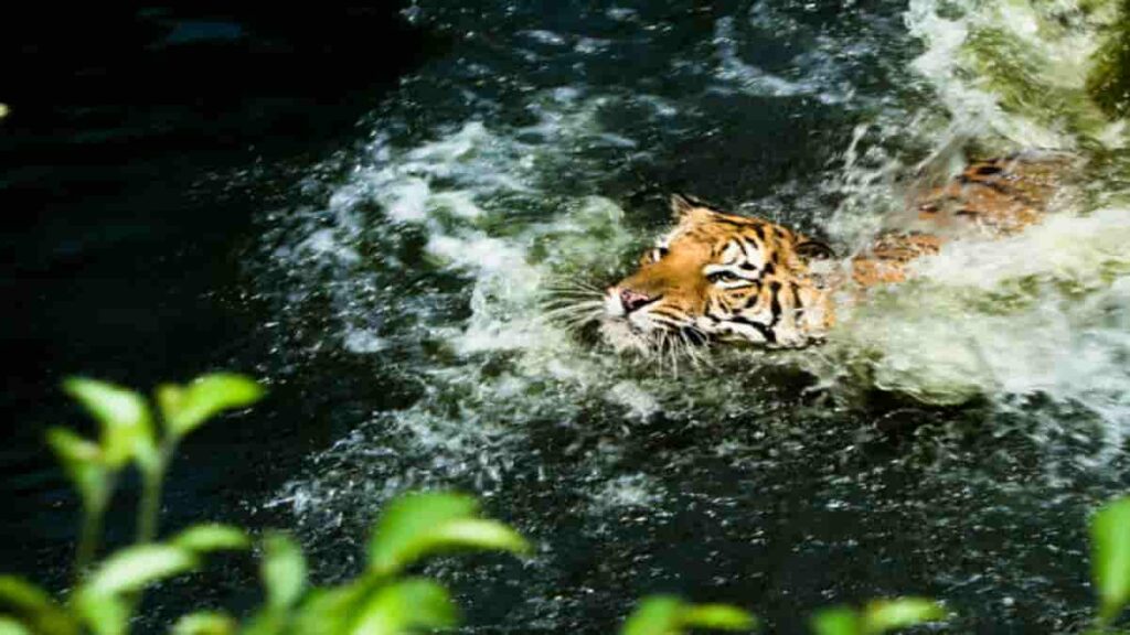 Fauna Hutan Hujan Tropis yang Ada di Wilayah Indonesia