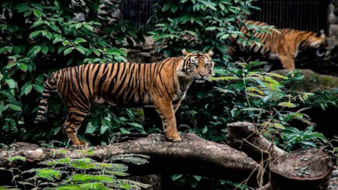 Fauna Hutan Hujan Tropis yang Ada di Wilayah Indonesia