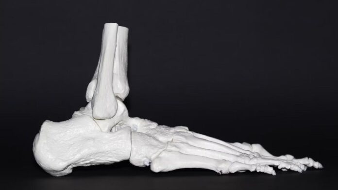 Fungsi Tulang Telapak Kaki yang Sangat Penting untuk Tubuh