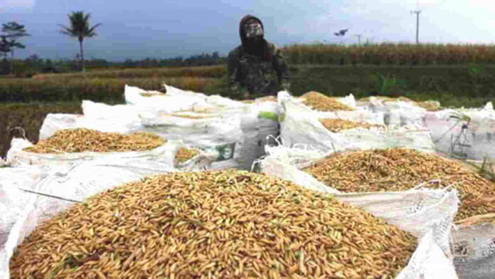 Harga gabah kering panen