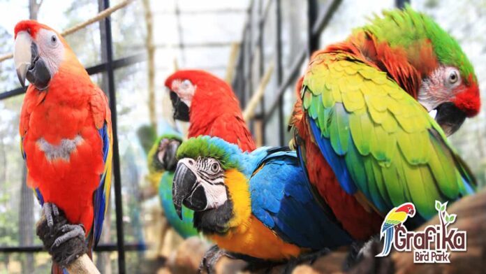 Grafika Bird Park, Objek Wisata Menarik di Cikole Lembang, Bandung Barat
