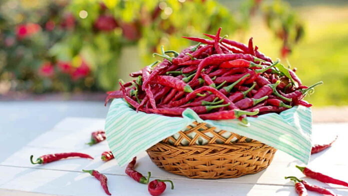 Harga Cabe Makin Pedas
