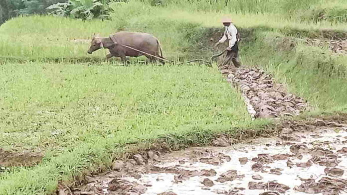 Jasa Bajak Sawah Pakai Kerbau