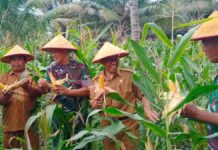 Panen raya jagung kodim
