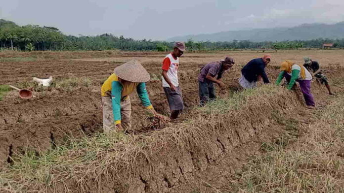 Petani Bawang Merah