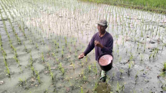 Petani di Banjar yang Tidak Punya Kartu Tani Masih Bisa Tebus Pupuk Subsidi