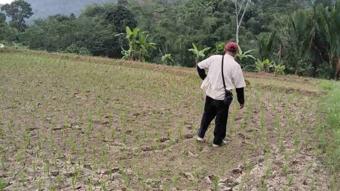 Petani di Langkaplancar Pangandaran Terancam Gagal Panen