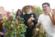 Rina Saadah Dukung KWT Ganda Mukti Kuningan Tanam Ubi