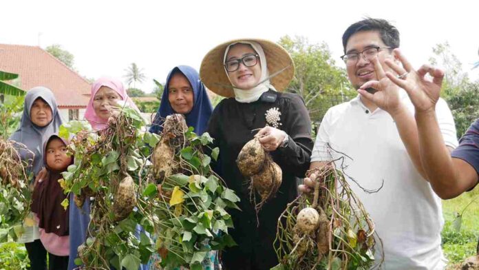 Rina Saadah Dukung KWT Ganda Mukti Kuningan Tanam Ubi