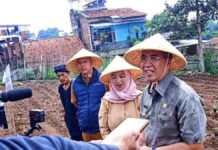 penyerahan dan penanaman bibit cabai di Kota Cimahi