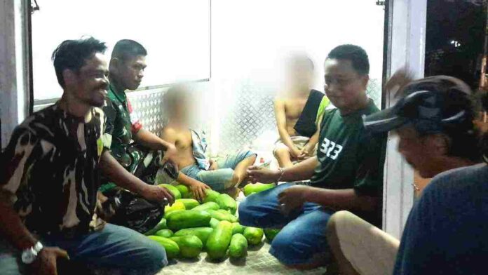 Curi pepaya