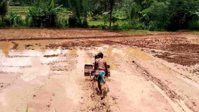Petani musim hujan