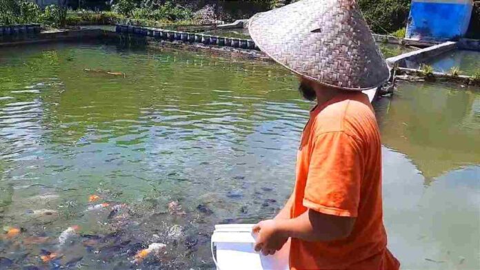Budi Daya Ikan Koi