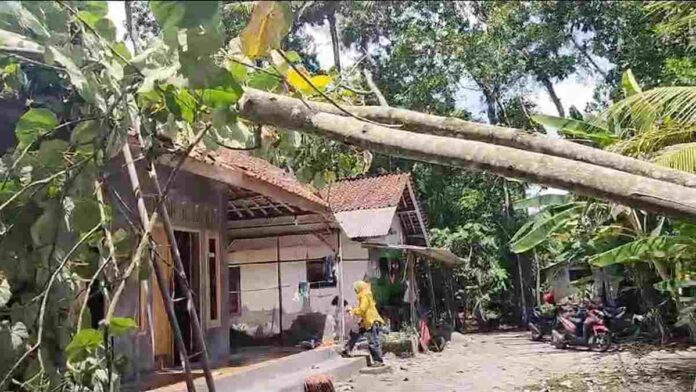 Disapu Angin Kencang, Pohon Tisuk Besar Tumbang Timpa Rumah Warga di Sidaharja Ciamis