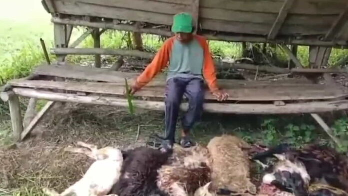 Domba Mati Serentak di Tasikmalaya
