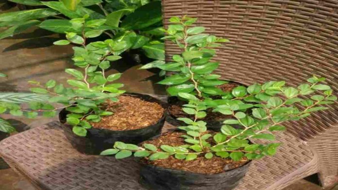 Manfaat Daun Bidara