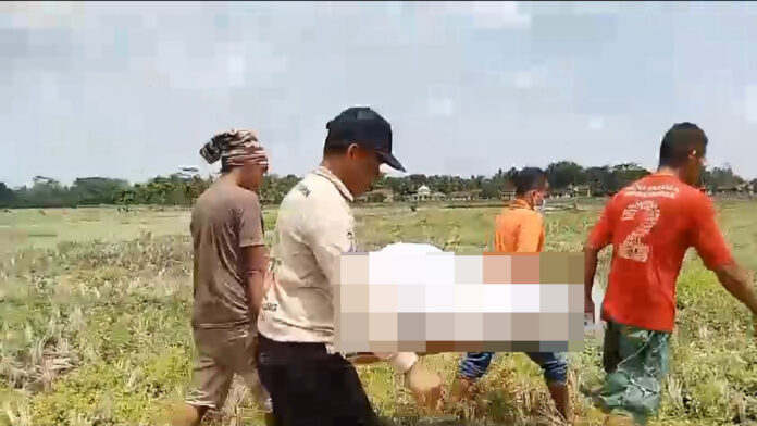 Mayat Perempuan Membusuk di Saung Sawah di Mangunjaya Pangandaran