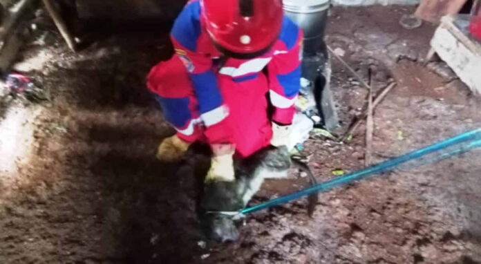 Monyet Masuk Pemukiman Warga