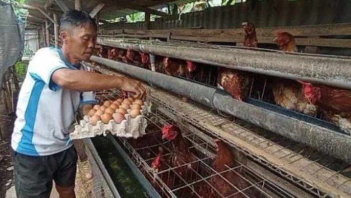 peternakan ayam petelur di Bandung Barat, Jawa Barat