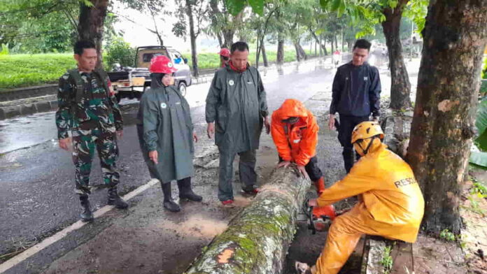 Pengendara Motor Tabrak Pohon