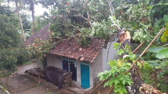 Pohon Rambutan Tumbang di Pamarican Ciamis
