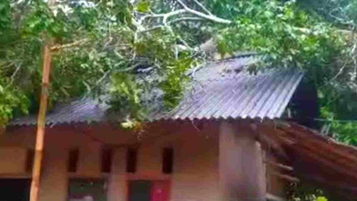 Rumah warga pohon tumbang