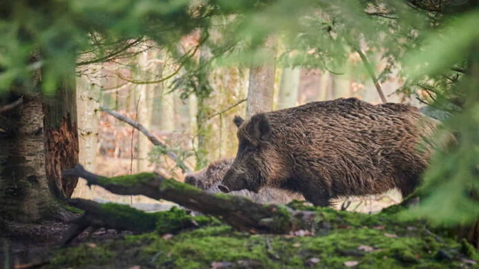Babi Hutan Turun dari Gunung Sawal