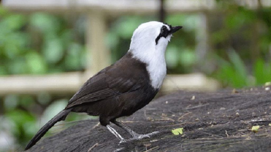 Jenis Burung Poksay