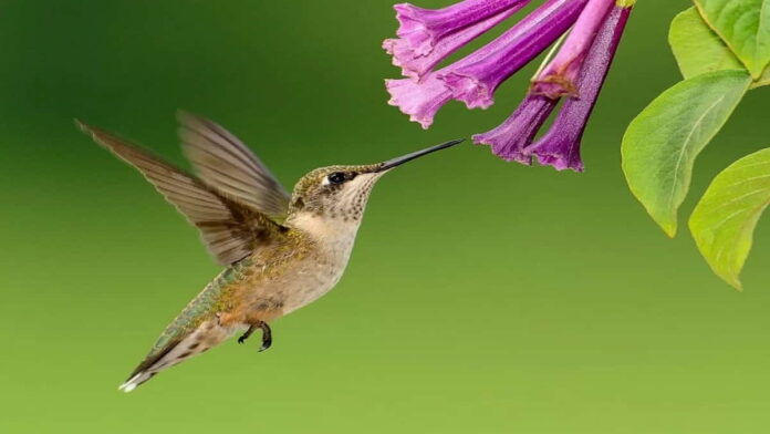 Cara Budidaya Burung Kolibri