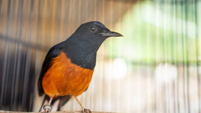 Cara Merawat Burung Murai