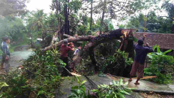 Pohon Jati Berukuran Besar