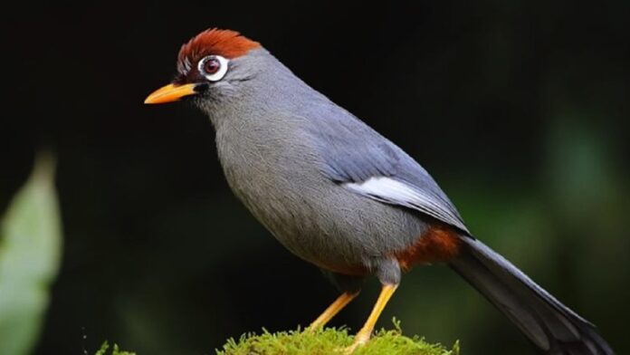 Jenis Burung Poksay