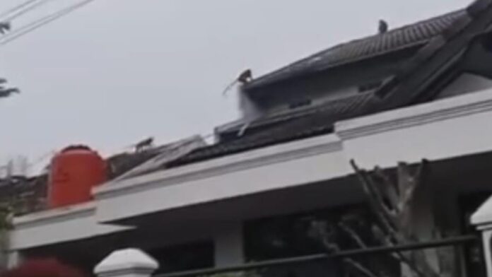 kawanan monyet di atap rumah warga