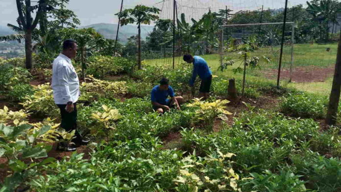 Pembinaan Kemandirian, Warga Binaan Lapas Kota Banjar Dibekali Ilmu Pertanian