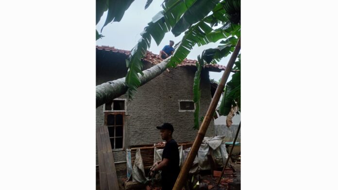 Pohon kelapa tumbang dan menimpa rumah di Purwadadi Ciamis