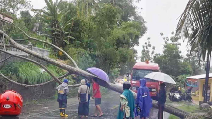 Pohon tumbang di Kawali