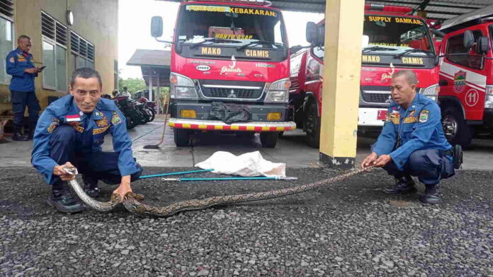 Damkar Ciamis Evakuasi Ular Sanca Kembang Sepanjang 3 Meter dari Warga